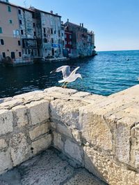 Seagull taking off from retaining wall