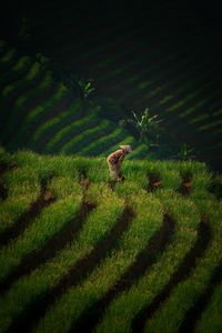 View of an animal on field