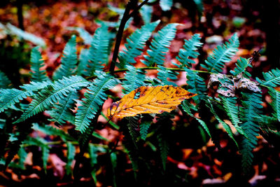 Close-up of butterfly on leaf