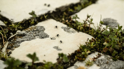 High angle view of ants on footpath