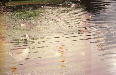 Reflection of trees in puddle
