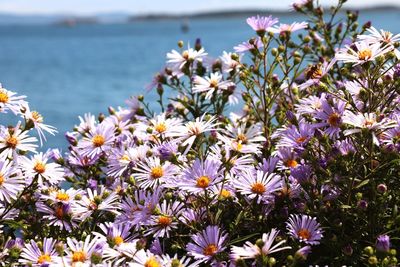 Close-up of cosmos flowers blooming outdoors