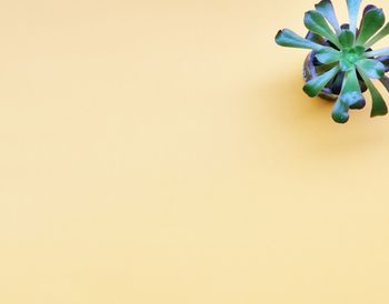 Close-up of yellow flowers against wall