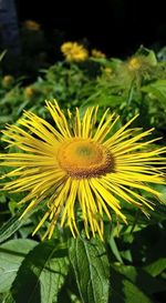 Close-up of yellow flowers