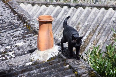 Dog standing on wood