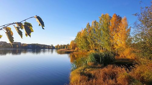 Plants by lake against clear blue sky during autumn