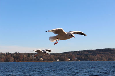 Seagull flying over sea against clear sky