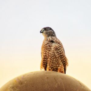 Low angle view of owl perching against clear sky