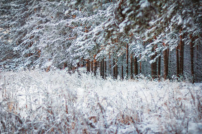 Frozen trees in forest