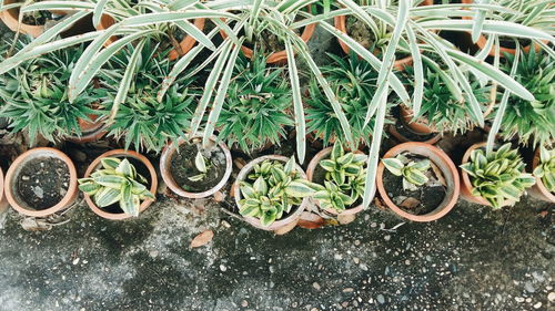 High angle view of potted plants