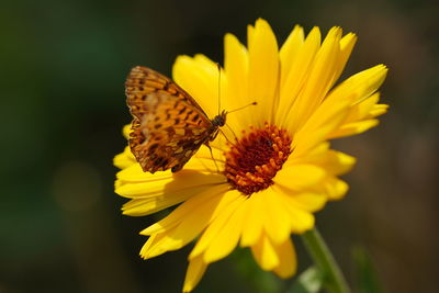 Close-up of butterfly pollinating on yellow flower