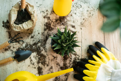 High angle view of plant on table