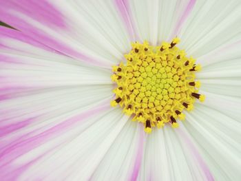 Close-up of fresh pink flower blooming outdoors