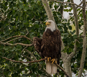 Low angle view of bald eagle perching on branch