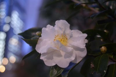 Close-up of flower blooming outdoors