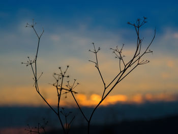 Close-up of silhouette plant against sky at sunset