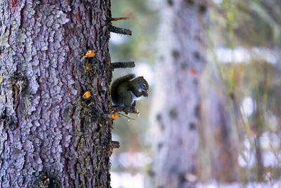 Close-up of insect on tree trunk