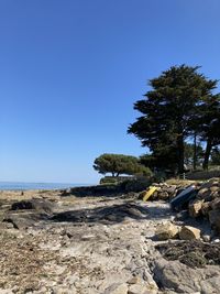 Trees on rocks against clear blue sky