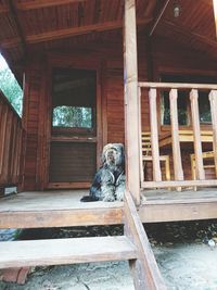 Portrait of a cat sitting on wood against building