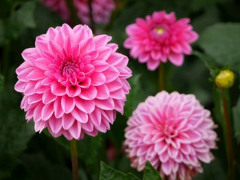 Close-up of pink dahlia flowers in park