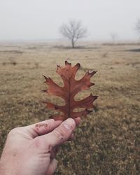 Cropped hand holding leaf over field