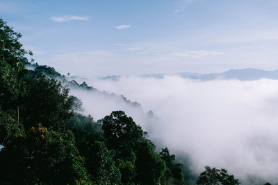 nature