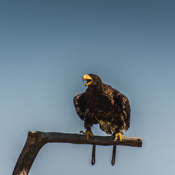 Low angle view of eagle perching on wood against sky