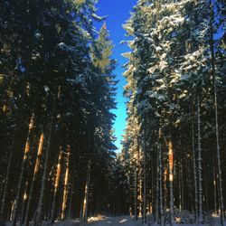Low angle view of trees against sky