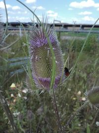 Close-up of thistle flower on field