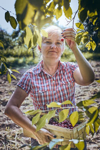 Woman picking cherries in orchard. gardener working in garden. farmer holding basket with fruits