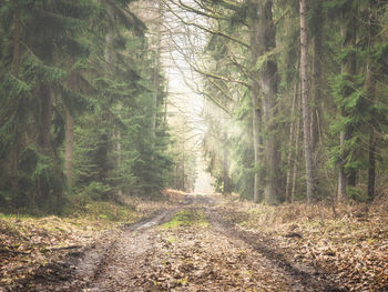 Dirt road amidst trees in forest