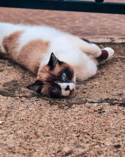 High angle portrait of a dog