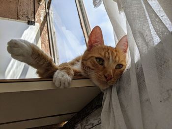 Close-up portrait of a cat