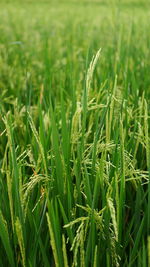 Rice in the ricefield