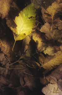 Close-up of leaves