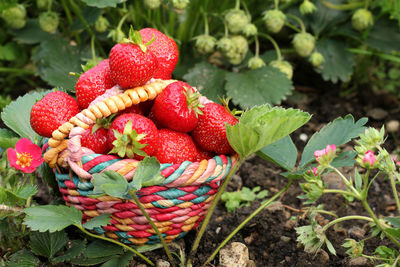 Close-up of strawberries in wicker basket on farm