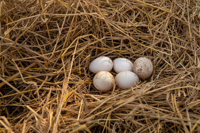 High angle view of eggs in nest