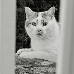 Close-up portrait of cat
