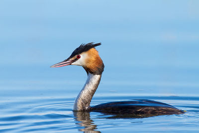 Close-up of a duck in a lake