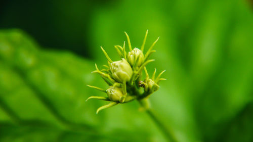 Close-up of flower bud