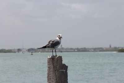 Seagull perching on wooden post