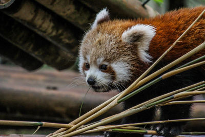 Close-up of an animal