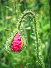 Close-up of pink flower bud