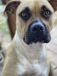 Close-up portrait of dog