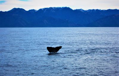 Black swan swimming in sea against mountain range