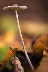 Close-up of dry mushroom growing on land