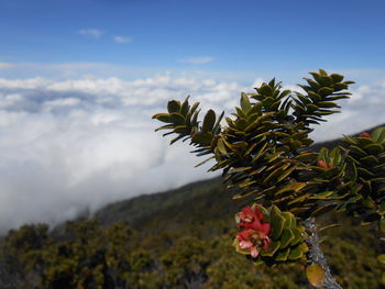 Close-up of red flowering plant against cloudy sky