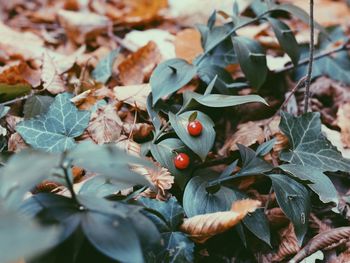 Close-up of fruits on tree