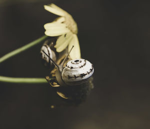 Close up of ring over black background