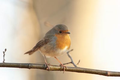 Close-up of bird perching on branch